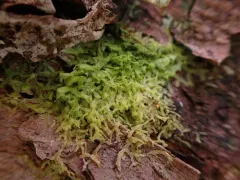 Whiskered Veilwort thumbnail 3