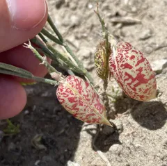 Painted Milkvetch thumbnail 2