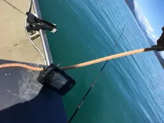 Willemoes’s Sea Whip thumbnail 2
