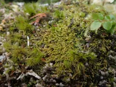 Lesser Whipwort thumbnail 2
