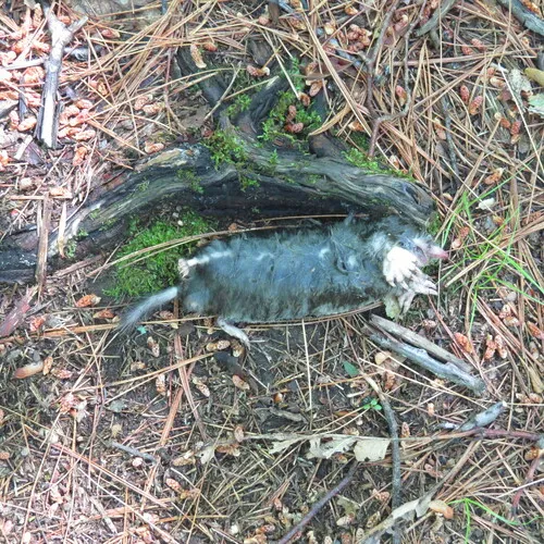 Hairy-tailed Mole