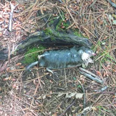 Hairy-tailed Mole thumbnail 1