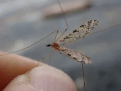 Discobola neoelegans thumbnail 1