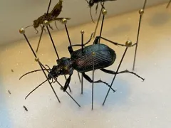Black Caterpillar Hunter thumbnail 2