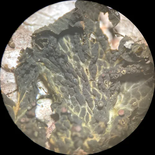 Blistered Jelly Lichen