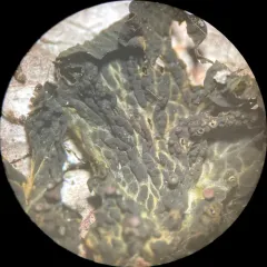 Blistered Jelly Lichen thumbnail 1