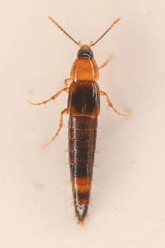 Ischnosoma pictum