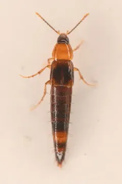 Ischnosoma pictum thumbnail 1