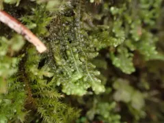 Radula obtusiloba thumbnail 2