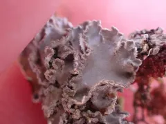 Treepelt Lichen thumbnail 3