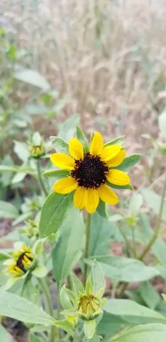 serpentine sunflower