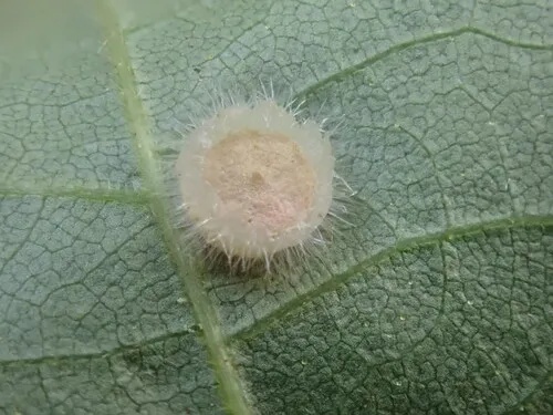Hickory Starburst Gall Midge