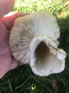 Russula amerorecondita thumbnail 4