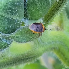 Cosmopepla uhleri thumbnail 2