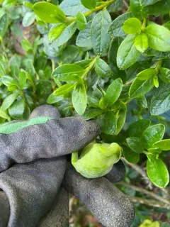 Exobasidium japonicum thumbnail 2