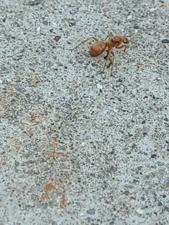 Formica prociliata thumbnail 3