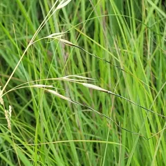 porcupine needlegrass thumbnail 3