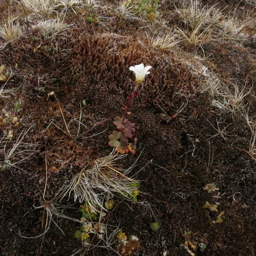 Nodding Saxifrage