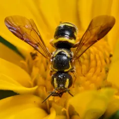 Louisiana Painted-Dark bee thumbnail 1