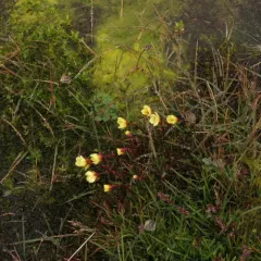 Marsh Saxifrage thumbnail 2