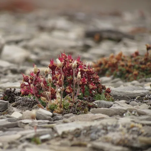 Purple Saxifrage