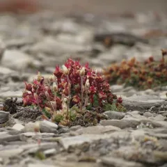 Purple Saxifrage thumbnail 1