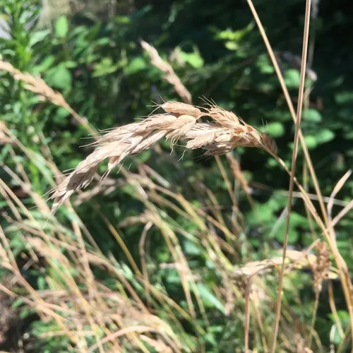 common soft brome