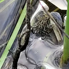 Canadian Toad thumbnail 4