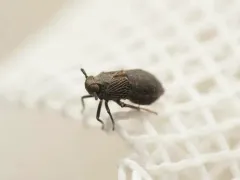 Pissonotus brunneus thumbnail 2