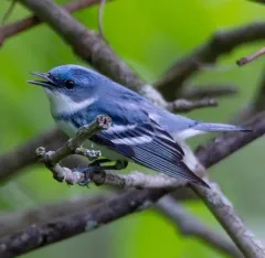 Cerulean Warbler thumbnail 3