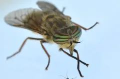 Hybomitra enigmatica thumbnail 2