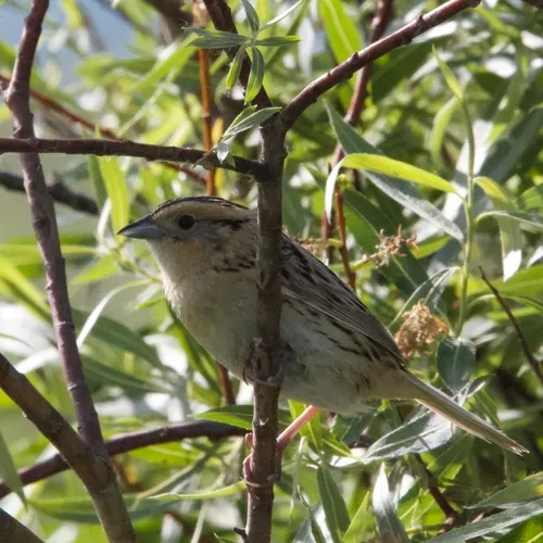 LeConte's Sparrow