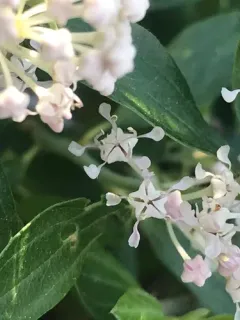 Fendler's ceanothus thumbnail 3