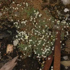 Longstalk starwort thumbnail 2
