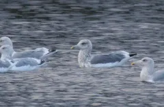 Vega Gull thumbnail 4