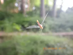 Sulphur Dun thumbnail 4