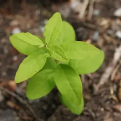 Northern Comandra thumbnail 4