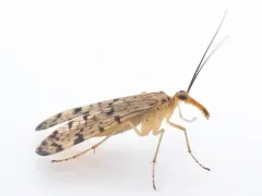 Clouded Scorpionfly thumbnail 2