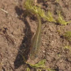 Western Mosquitofish thumbnail 3