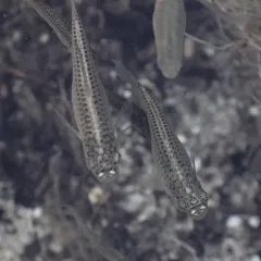 Sailfin Molly thumbnail 3