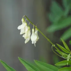 Yellow Sweet-vetch thumbnail 4