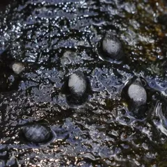 Banff Springs Snail thumbnail 3