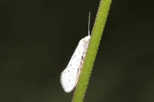 Greya piperella