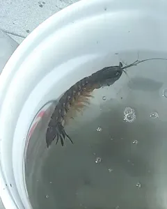 West Atlantic Mantis Shrimp thumbnail 2