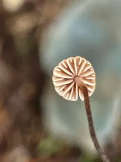 Paragymnopus sublaccatus thumbnail 4