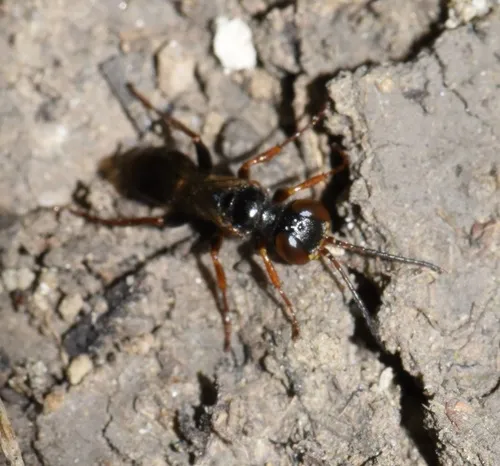 Diploplectron brunneipes