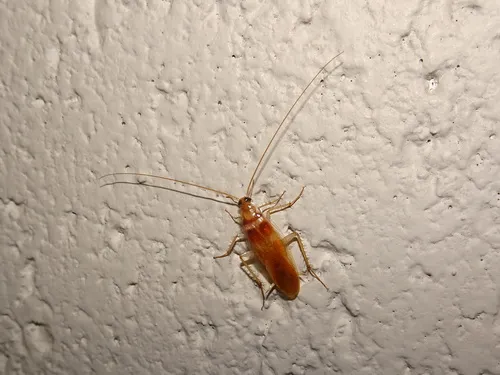 Brown-banded Cockroach