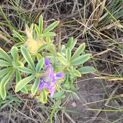 Rusty lupine thumbnail 2