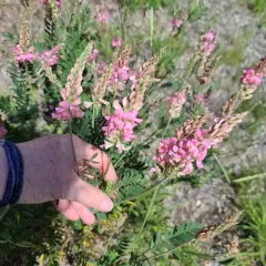 Sainfoin thumbnail 4