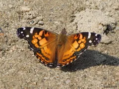 American Lady thumbnail 3